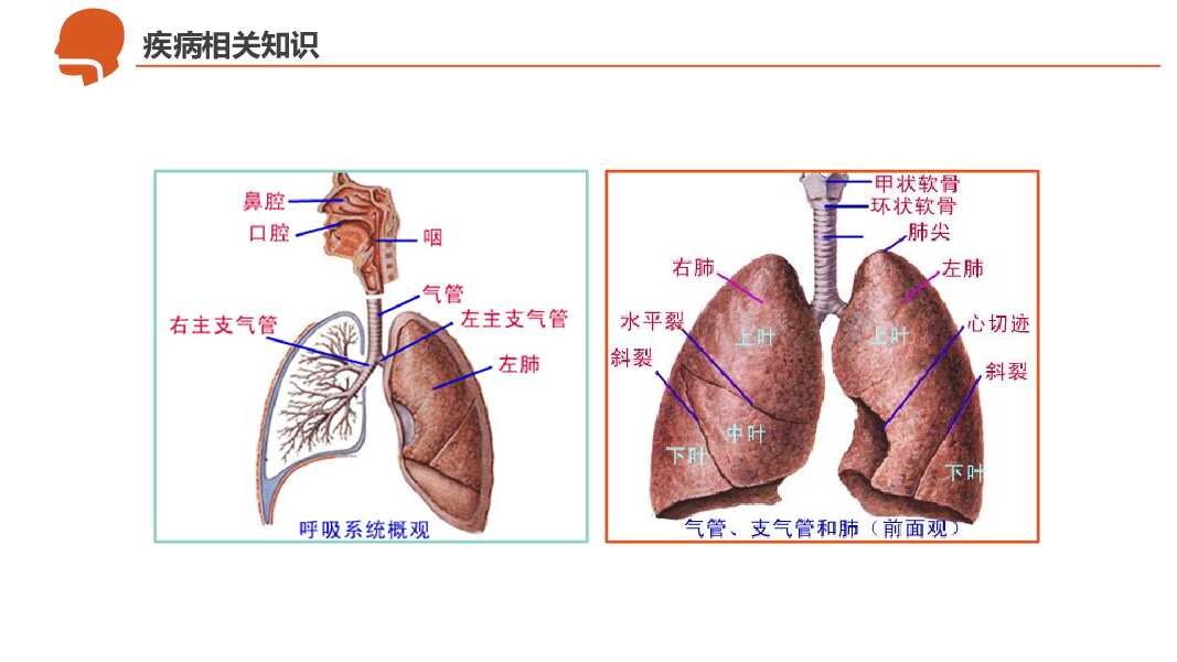 呼吸衰竭护理治疗病例PPT模板